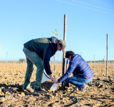 Planting the tree