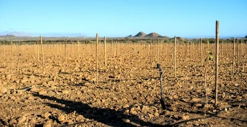 Done. The first tree is planted.