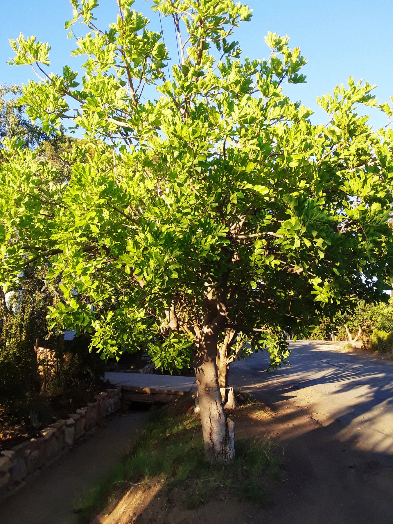 Tree